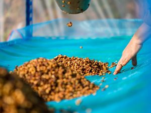 ظهور «هم‌تخمیر»ها (Co-fermentation) و تحول معنایی هویت قهوه کلمبیا ؛ از پادشاهی «شسته‌شده‌ها» تا آزمایشگاه‌های طعم