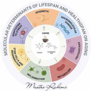 نوشیدن قهوه و افزایش طول عمر